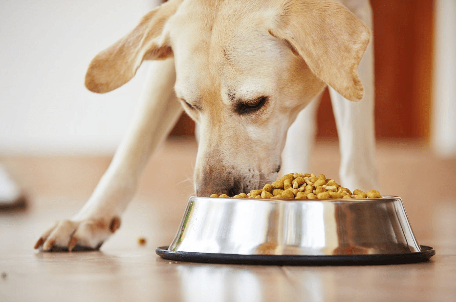 Badlands Ranch Dog Food: The Future of Healthy, Ethical Pet Nutrition
