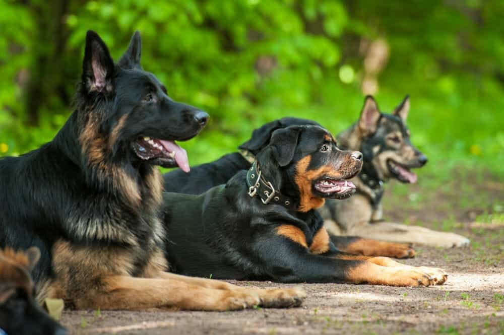 Enhanced Site Protection Using Security Dog Services Leeds