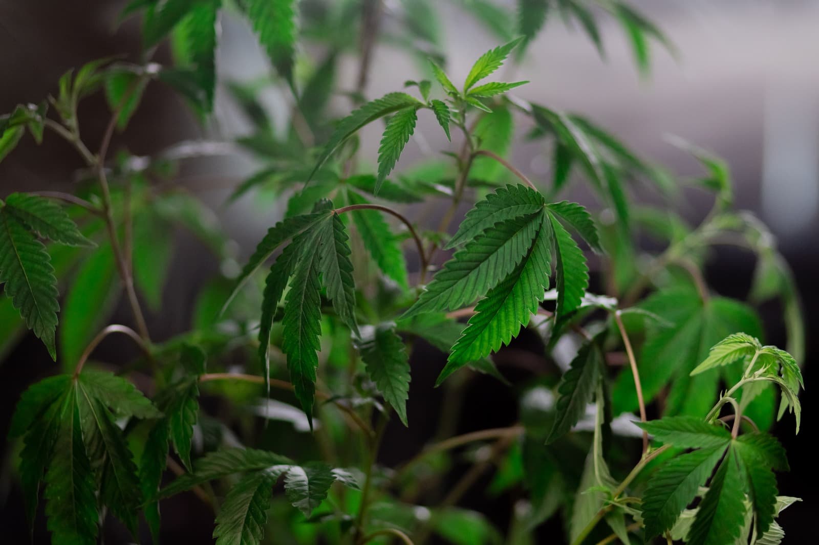 Cannabis Spain – Explore Cannabis Spain with Clubs Cannabis Madrid