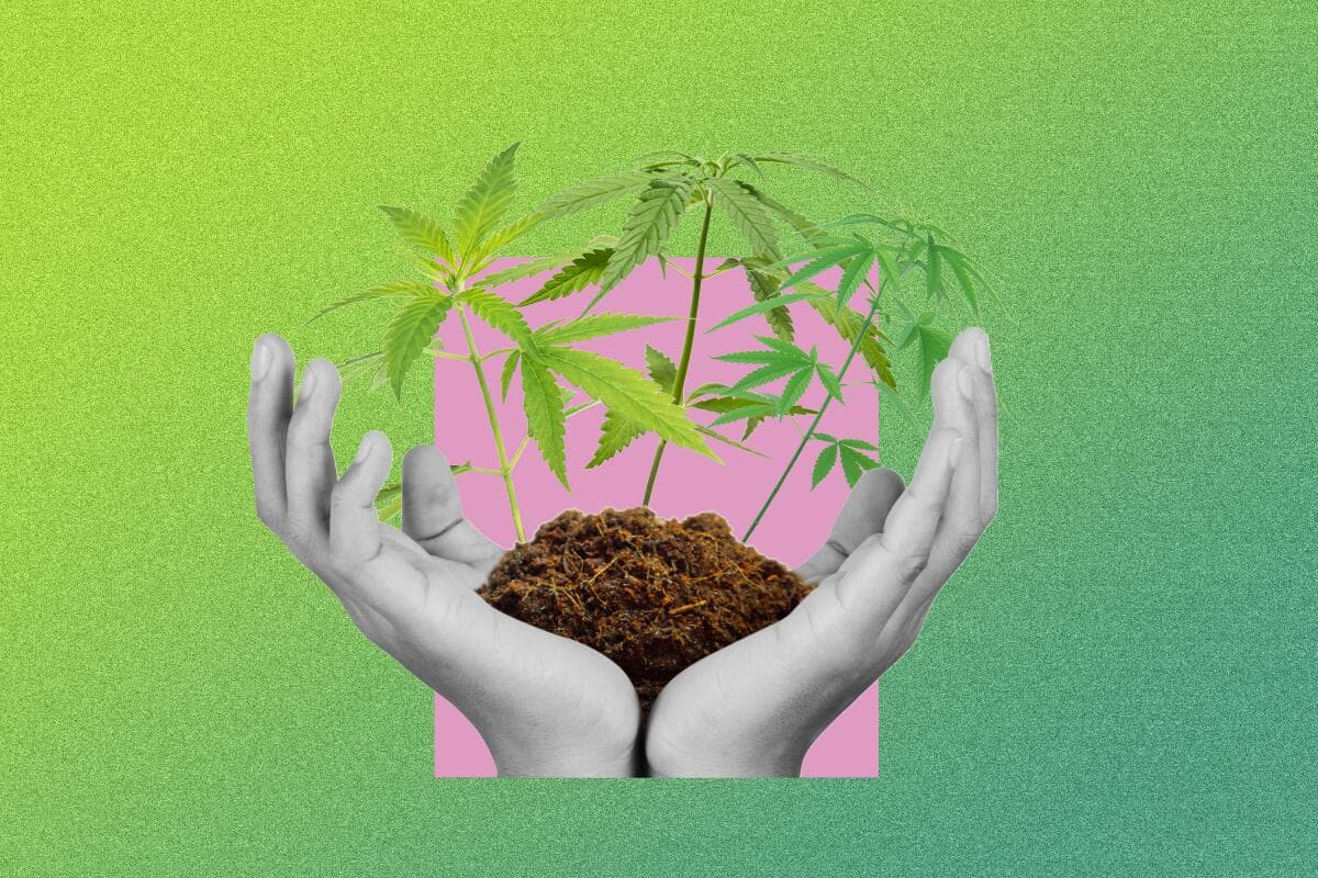 Cannabis club hamburg – Bio-Cannabis für Mitglieder