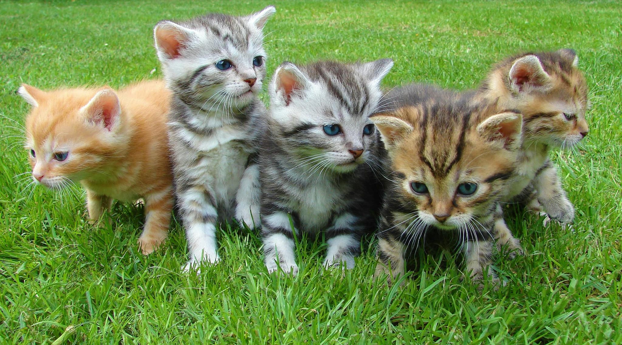Maine Coon Kittens for Sale with Lifetime Breeder Support and Care