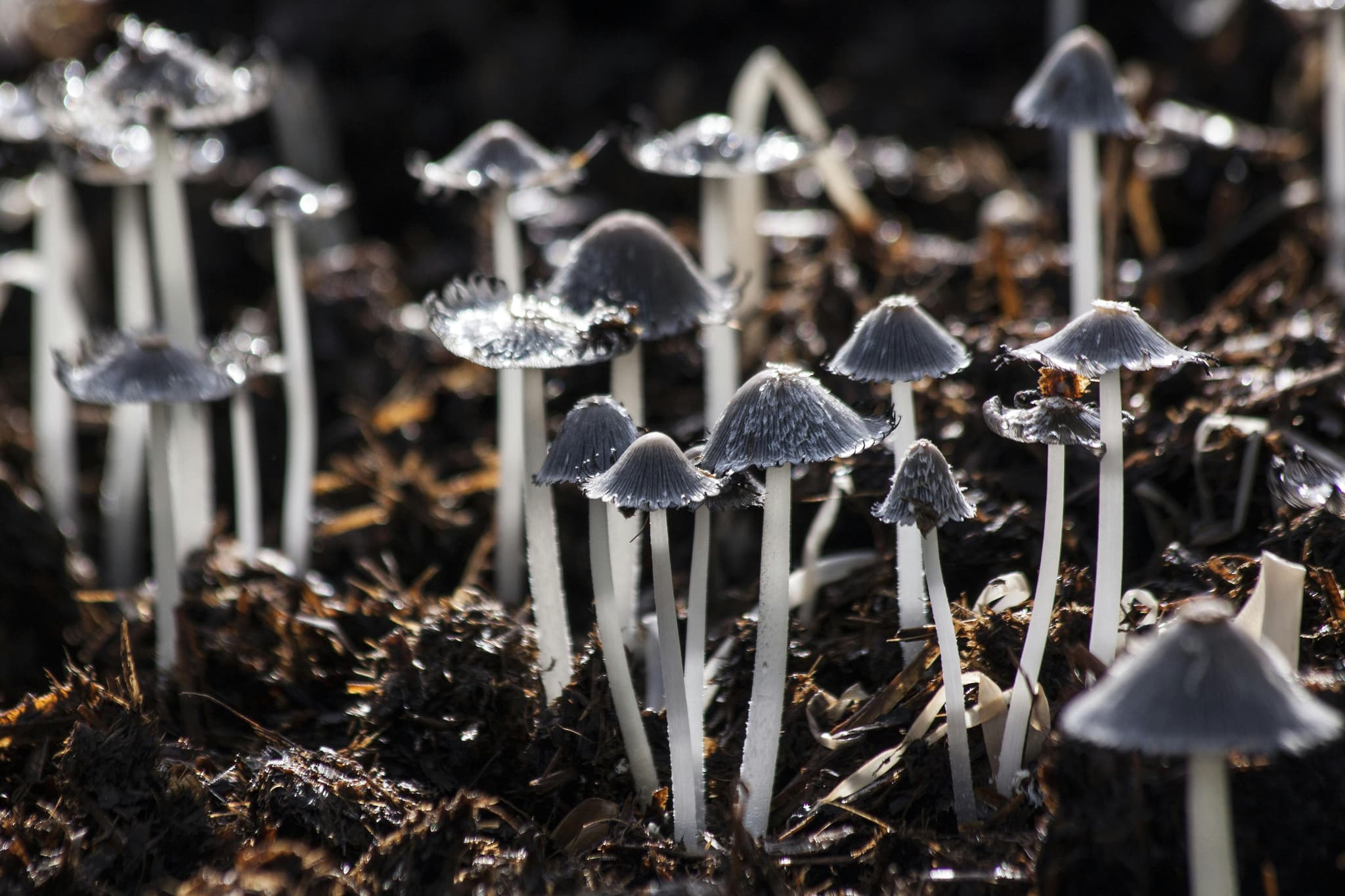 MUSHROOMS IN GASTRONOMY: FLAVOR, TEXTURE, AND CULINARY CRAFT