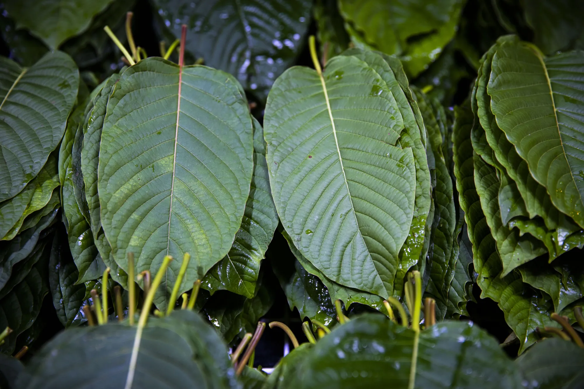 Kratom Tea Delivery Chiang Mai: Order from Popup CNX Today