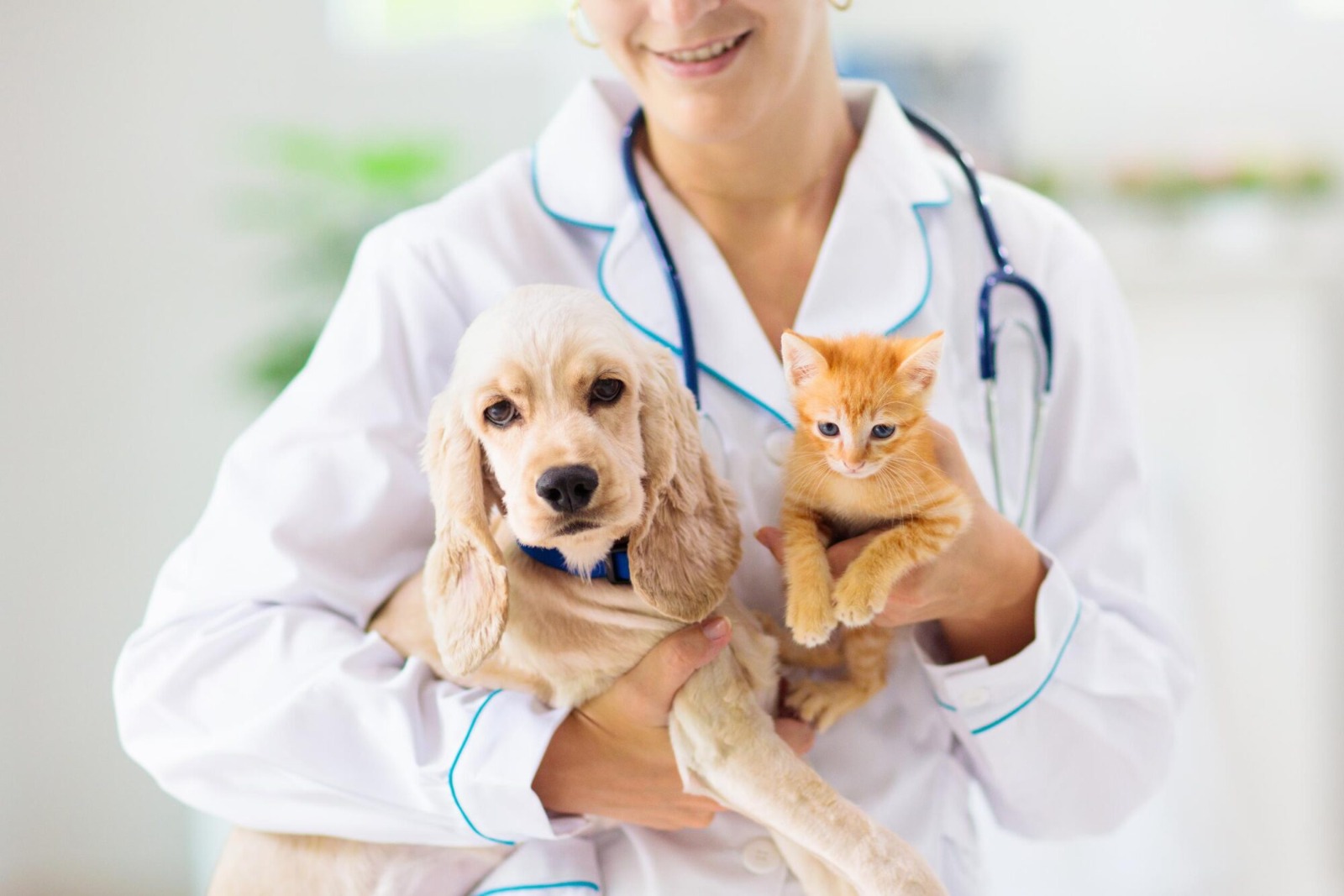 Vet Home Certs: UK-Wide Animal Health Certificates Quickly