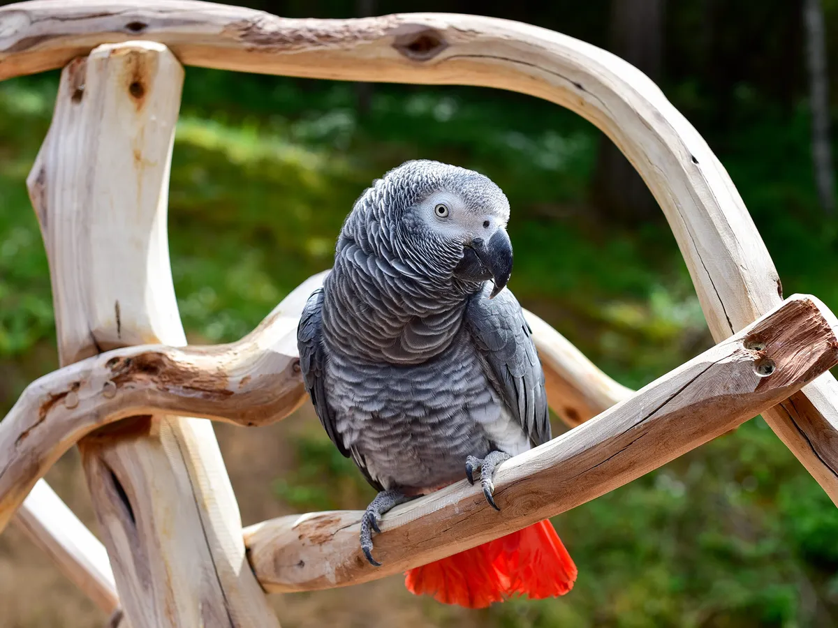 Cockatoo Parrots – Professional Care Amazing Birds Farm