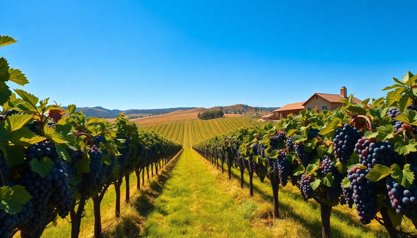 Experience the beauty of the best wineries in California with vibrant vineyards and rustic winery landscapes.