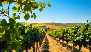 Experience wineries in Clarksburg surrounded by lush vineyards and rolling hills.