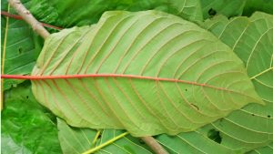 กระท่อม07-1024x576